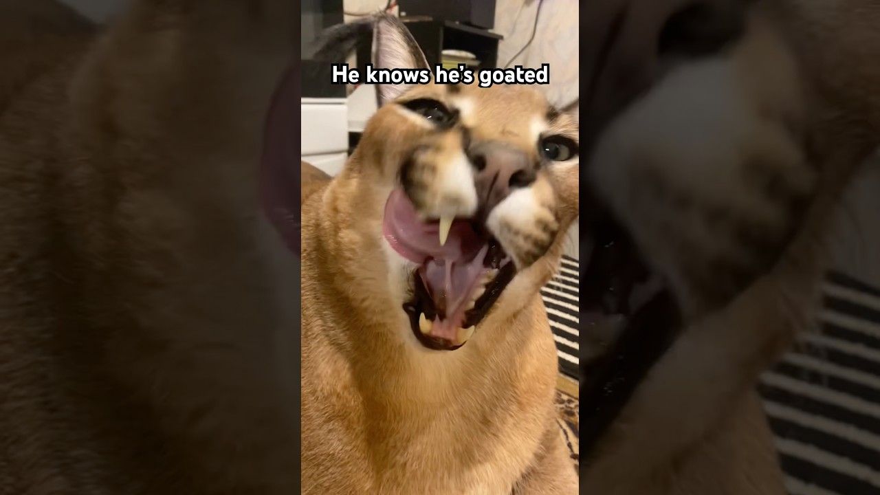 We starting to think Gosha knows how majestic he is. #cat #pets  #bigfloppagosha