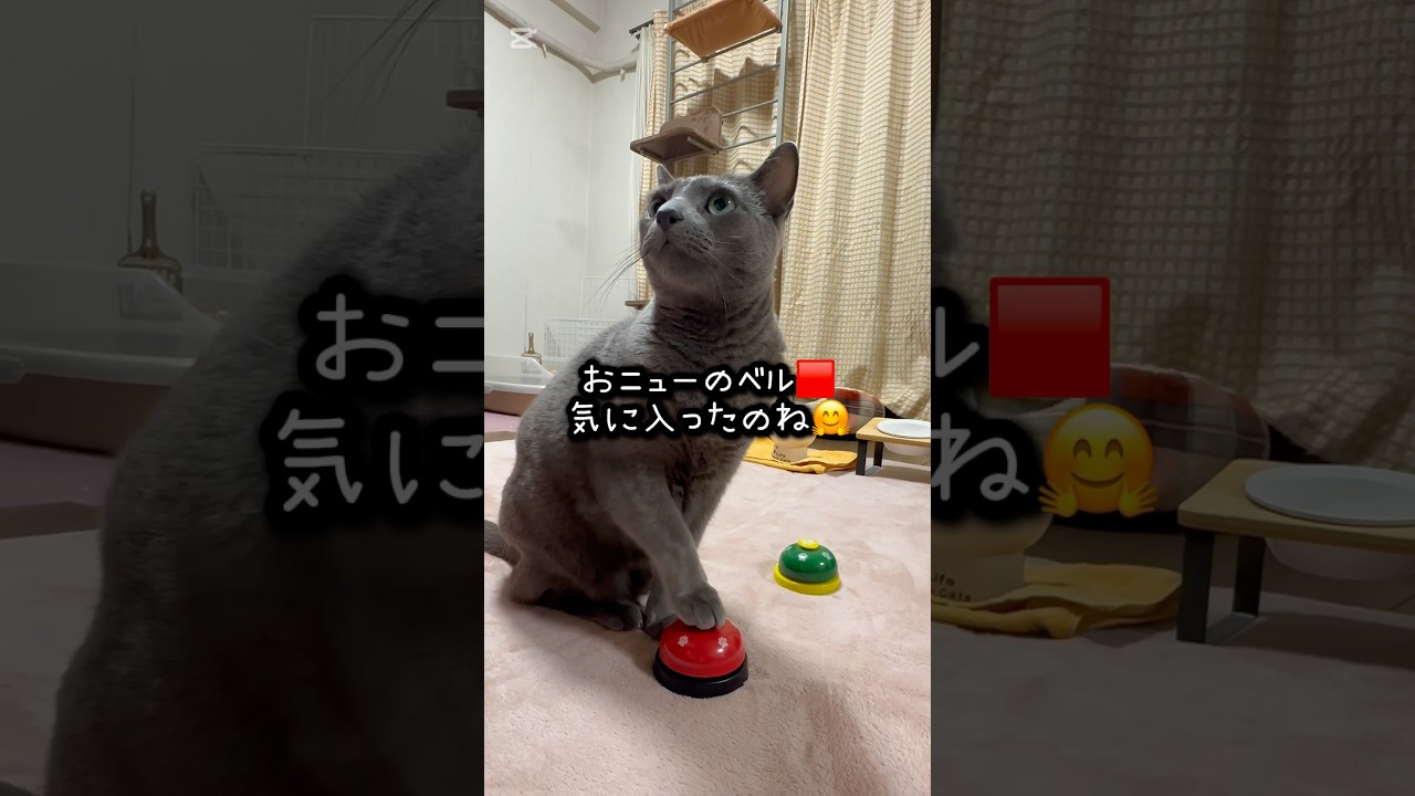 【ロシアンブルー】めろんおニューのベル🟥気に入ったみたいです🤭【猫】#shorts
