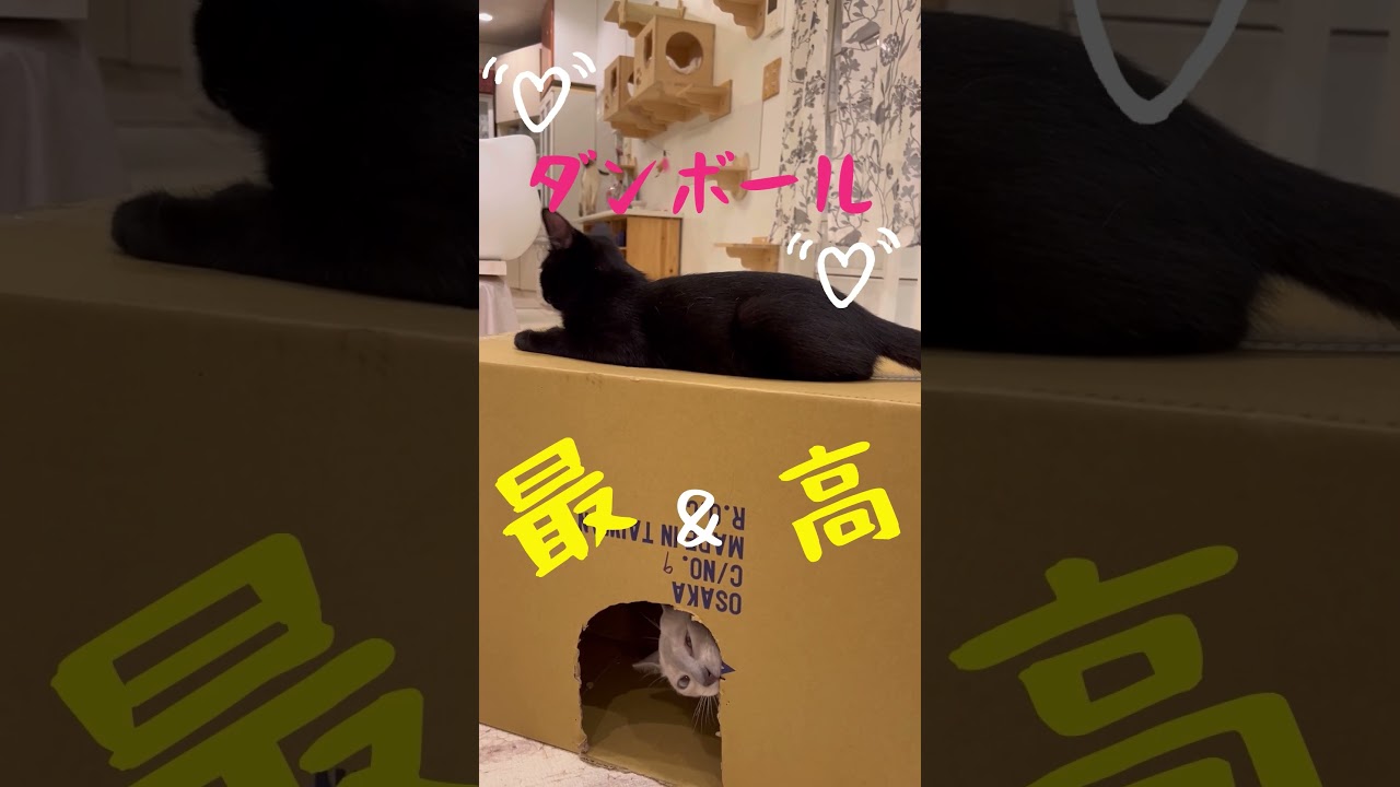 ダンボールを噛むトンキニーズのしおちゃん#猫#黒猫#保護猫#トンキニーズ#トンキニーズブルーポイント
