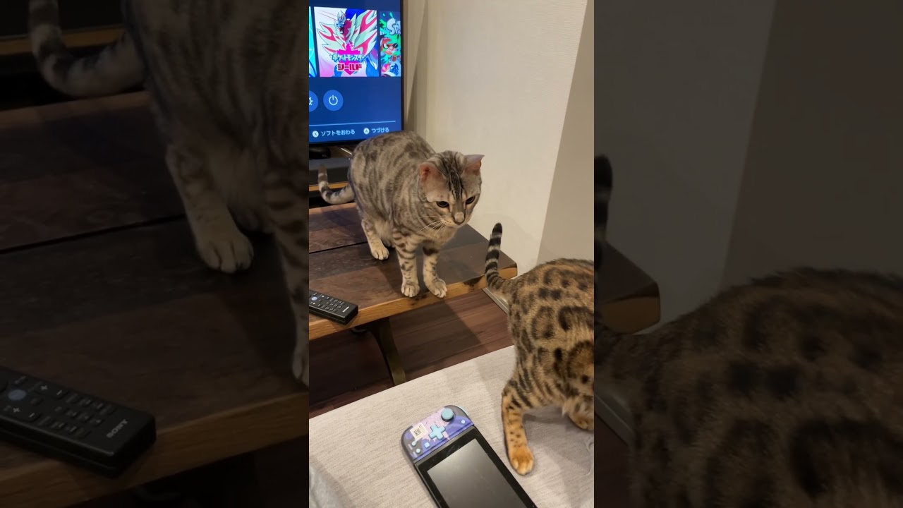 可愛い子を見てガマンができないネコ #ルトロゼ #ベンガル #cat