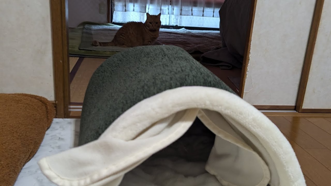 新たな猫ベッドを買いました#マンチカン短足 #マンチカン
