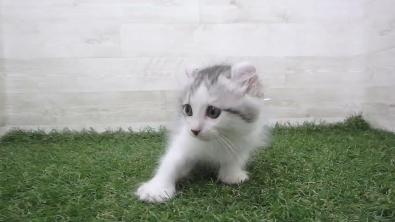 Coo&RIKU　No00699728 アメリカンカール