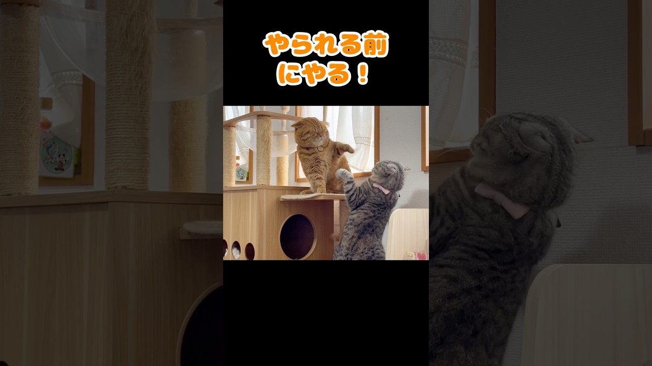 誤解しちゃった夫婦 #猫 #マンチカン #shorts