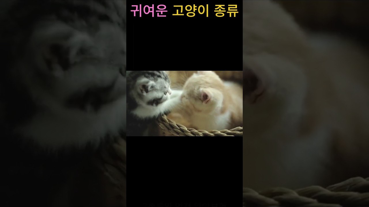 귀여운 고양이 종류2,cat breed, a cute cat  #shorts #cat #고양이 #cute