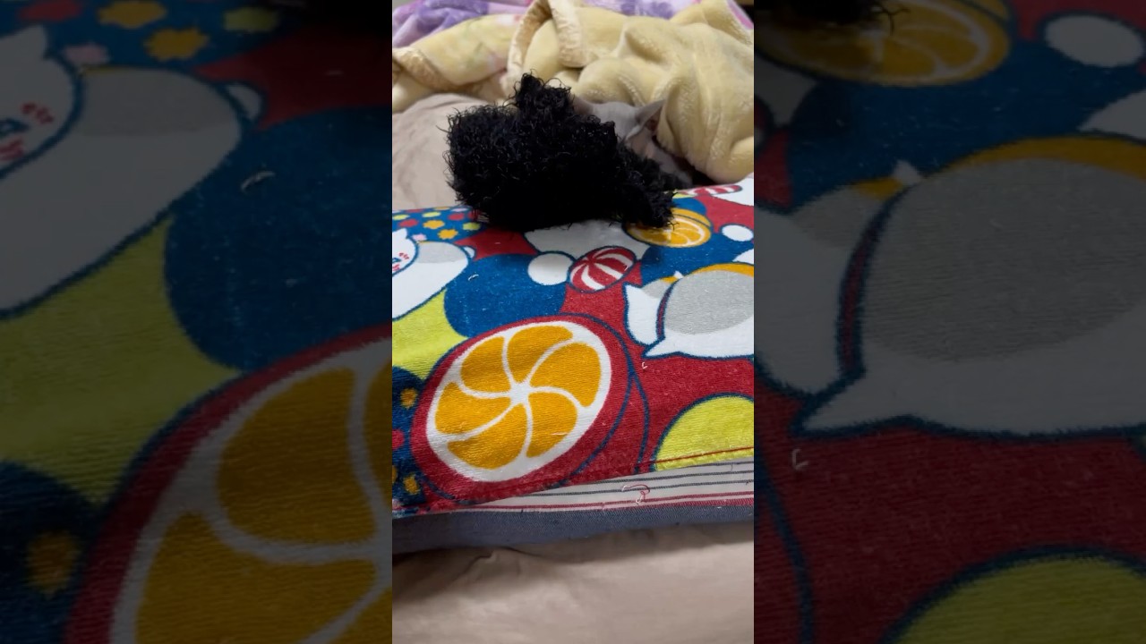 スフィンクスは不思議な‼️#shorts#cat #猫 #sphynx #猫のいる暮らし