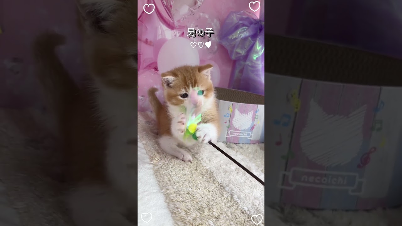 【長足キンカロー】女の子♡ご家族様募集中 #cat #かわいい子猫 #kitten #子猫 #cute #子猫ブリーダー #キンカロー子猫