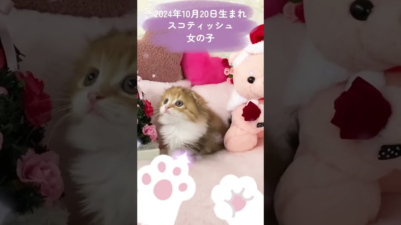 【クリスマス感謝祭】スコティッシュフォールド折耳ロングヘアー女の子🎀