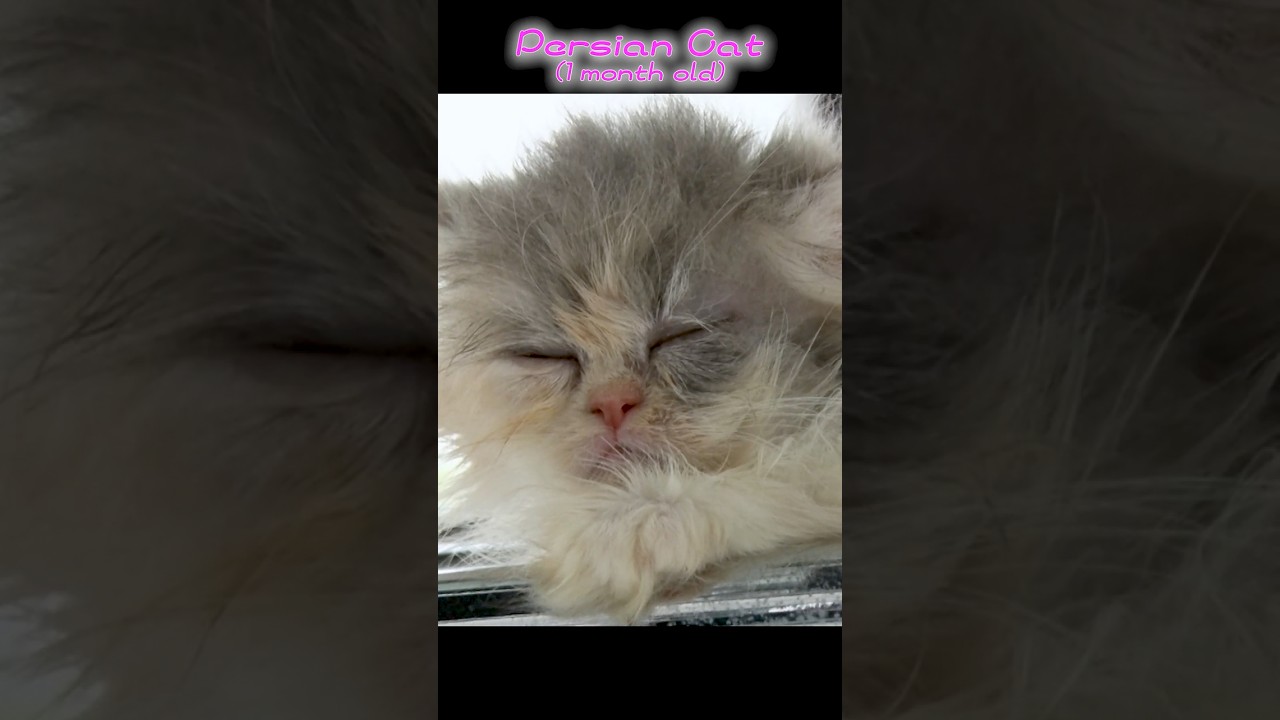 生後1か月の”ペルシャ”が遊んで寝落ちする様子がかわいすぎる💕