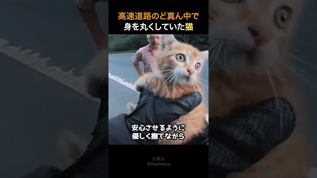 高速道路のど真ん中で身を丸くしていた猫