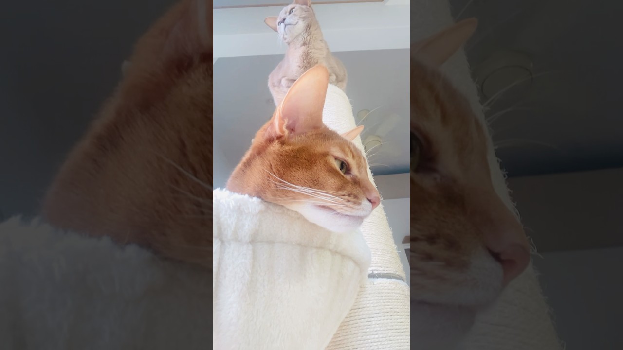 蚊の目線#猫#こころ#いぶりん#アビシニアン#レッド#フォーン#cat#abyssinian#red#fawn