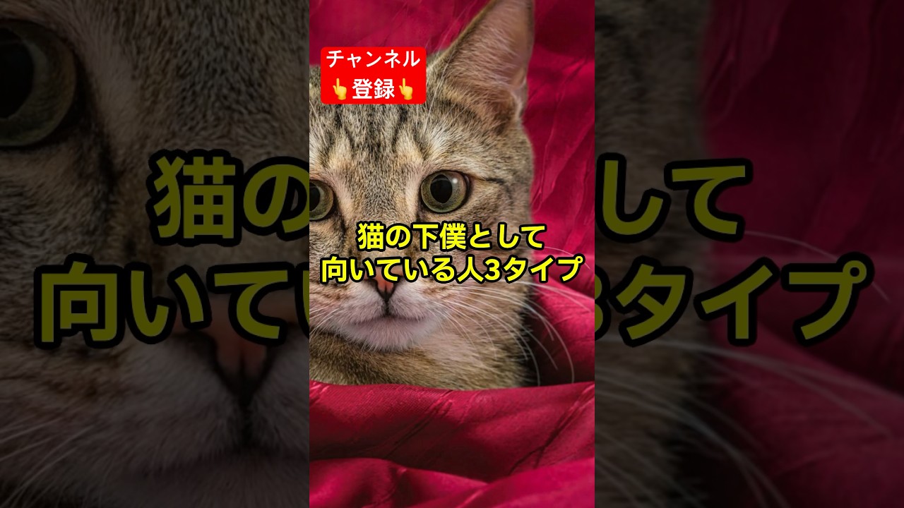 猫の下僕にあなたは向いてる？ #shorts #雑学 #豆知識 #猫 #猫好き #cat #猫動画