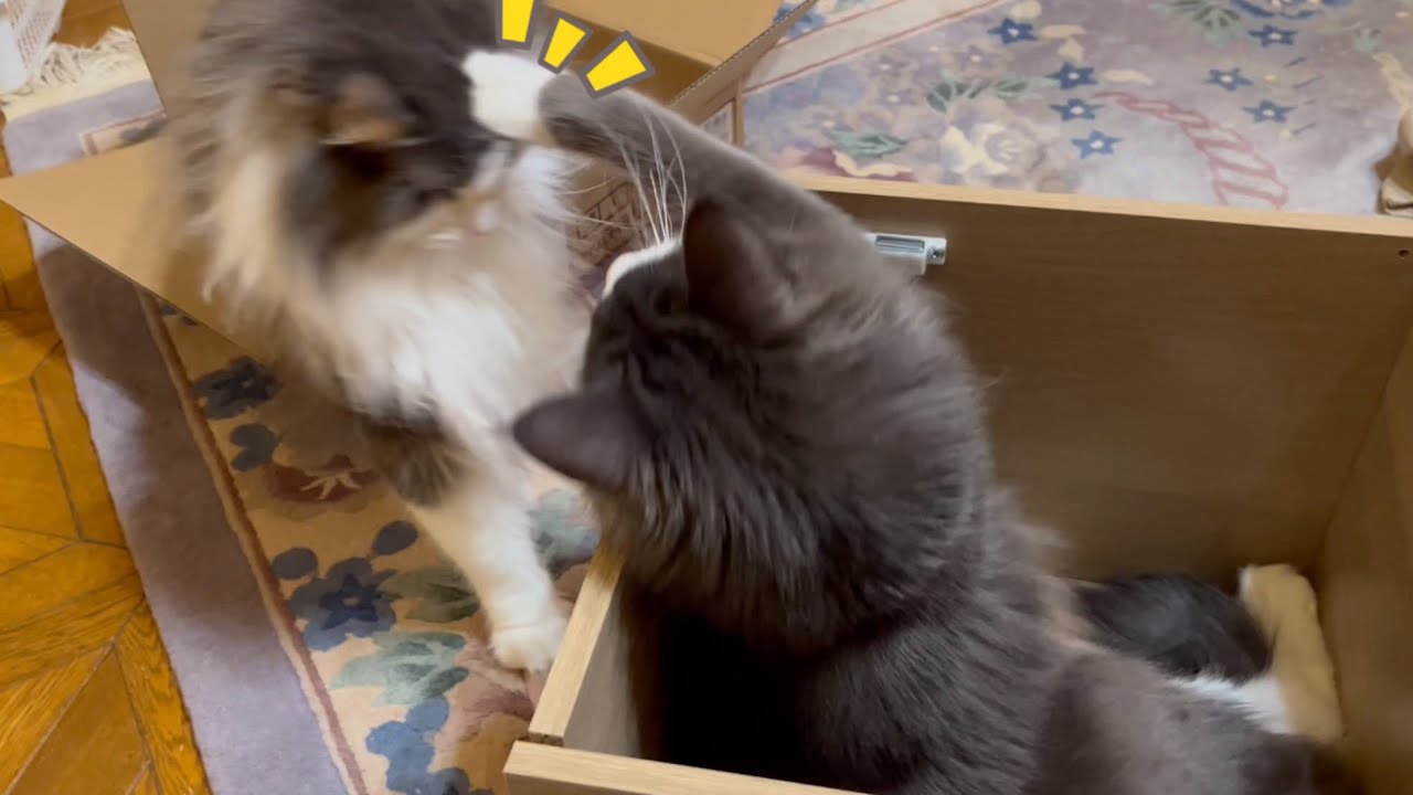 【マイペース♪】ボクもボックスに入りたい…けど入れてくれないwwwノルウェージャンフォレストキャットとターキッシュアンゴラ♡