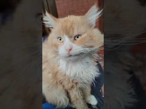 Продолжаю лечить кота со сломанной после ДТП челюсти хозяин от него отказался⁠⁠