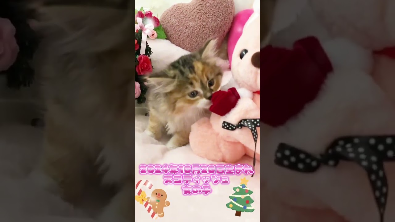 【クリスマス感謝祭】スコティッシュフォールド立耳ロングヘアー女の子🌸