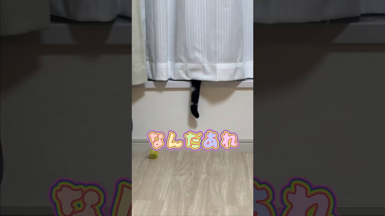 なんだあれ笑 #猫 #アメリカショートヘア #アメショ #ねこのいる生活 #cat #americanshorthair #shorts