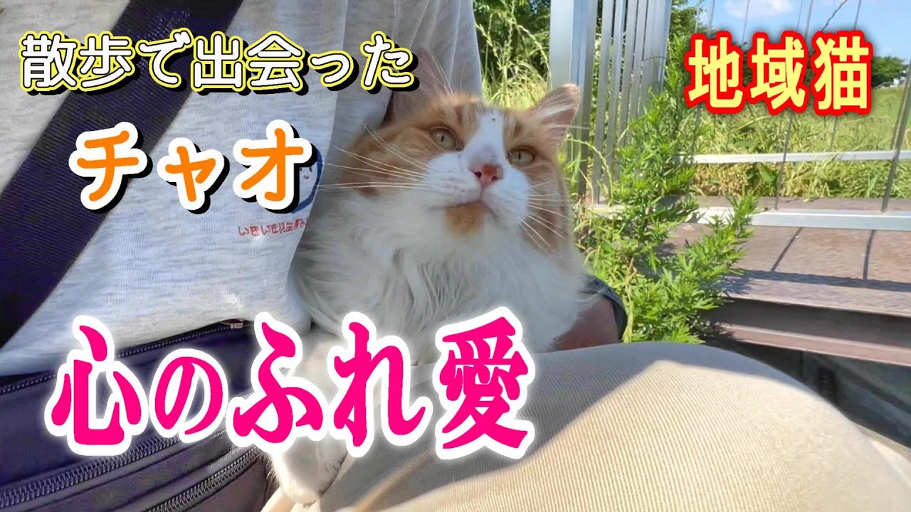 【地域猫】自由猫チャオの可愛い瞬間：河川敷の草むらからの抜け駆け寄りと甘え声が可愛すぎる【オリジナルBGM】#cat#地域猫 #猫の鳴き声