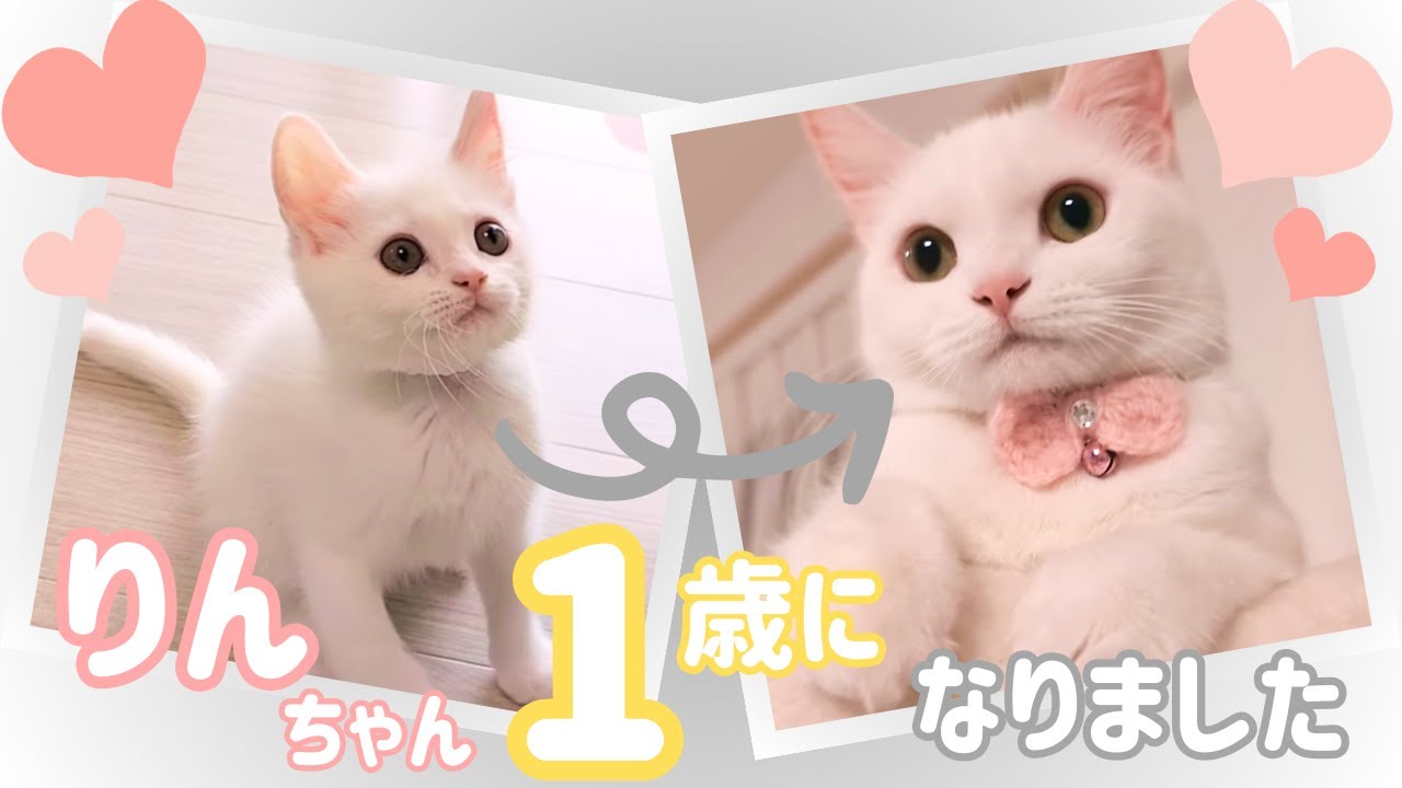 これは絶対見てほしい♡可愛すぎるりんちゃんの1年間の軌跡✨
