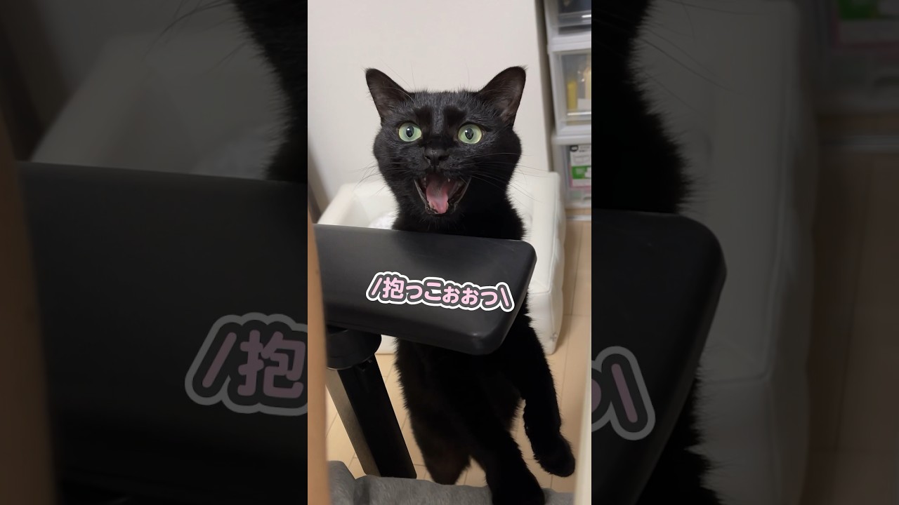 「抱っこしてぇ…」とパパのお膝に飛び乗ってくる猫
