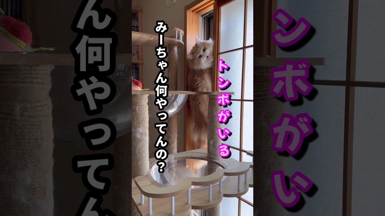 まさか落ちると思わなかったから… もふもふサイベリアン#shorts