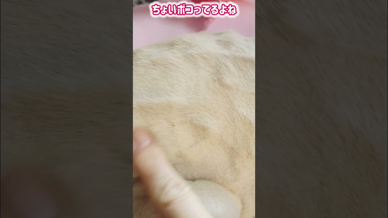 シャム猫ムーン🌙チャンネル・知らんがな  #しゃむねこ ＃ショート ＃Siamese