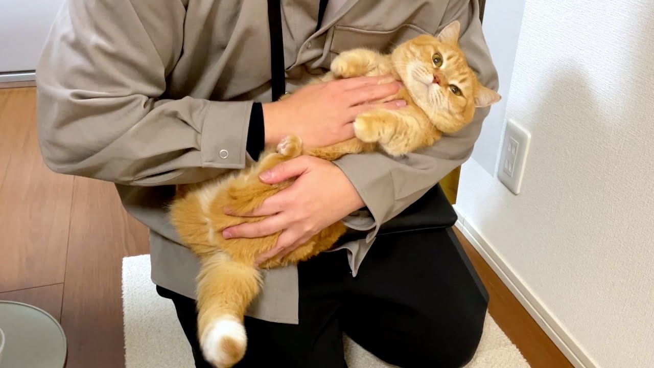 秒でひっくり返されちゃう猫が可愛すぎた！