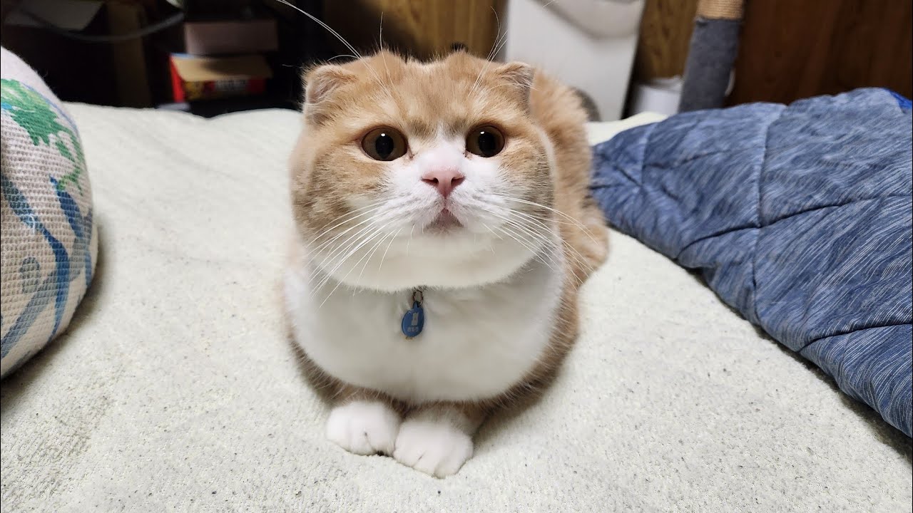 猫に🐱寂しい気持ちが無い🙄って☝️本当かなぁ？…111 おもち♂️[スコティッシュ]　しらす♀️[アメショ]