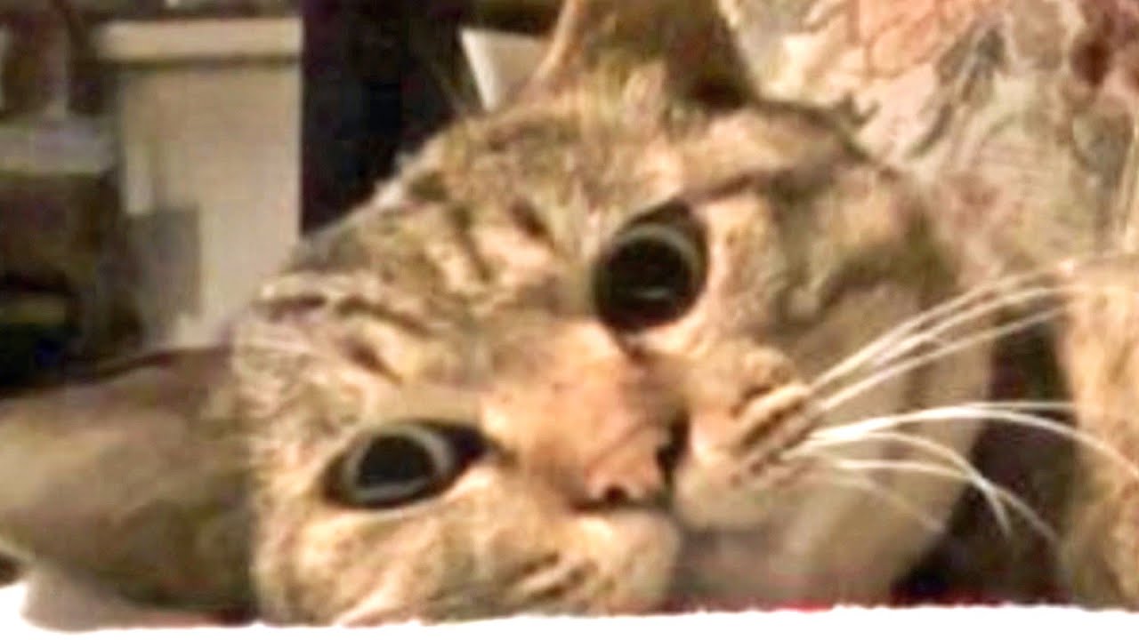 猫のまんまろの目が可愛い過ぎた(概要欄もご覧下さい)