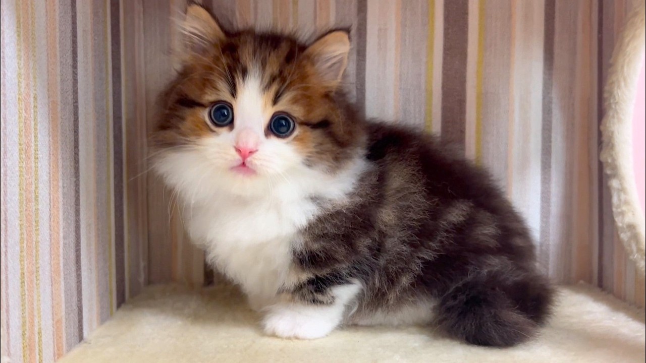 ★まとめ★育ってきた子猫達を個別に観察してみよう♪ジル家の子猫達の動画をまとめてみた件【猫のいる生活Vol.845～851】出産動画 マンチカン短足・ミヌエット・ペルシャ猫専門ブリーダー『ペット蔵人』