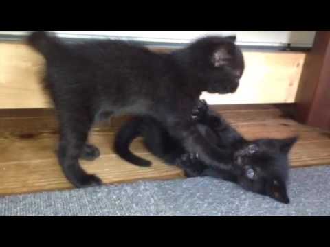 黒猫 ボンベイ赤ちゃんの長〜いじゃれ合いが可愛い♡ Black bombay cat（黒のボンベイ猫）