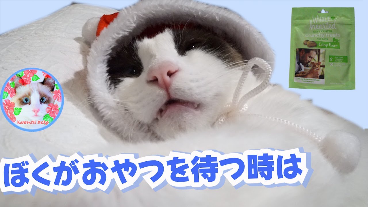 おやつ待ちがかわいすぎる猫がいます Cute cat waiting for a snack
