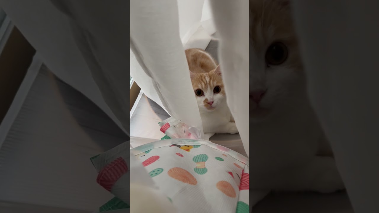 そこか　猫マンチカンまんじろう