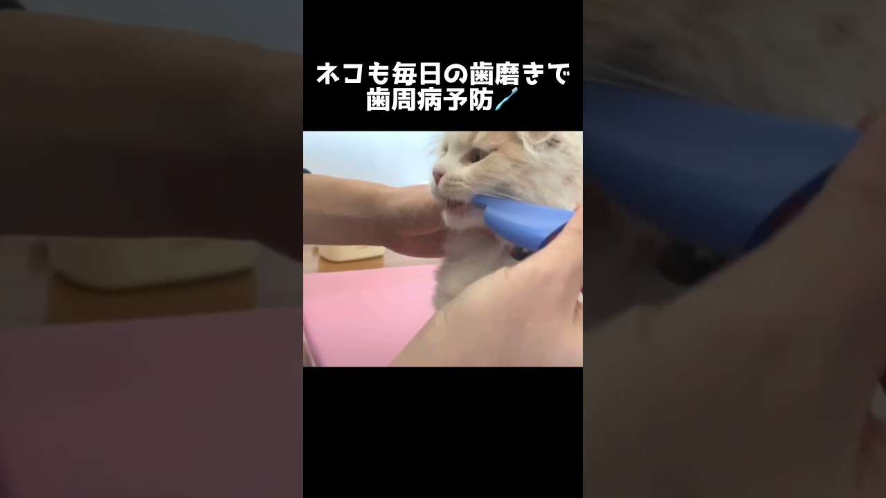 子猫の歯磨き #shorts #スコティッシュフォールド #垂れ耳 #子猫の成長記録