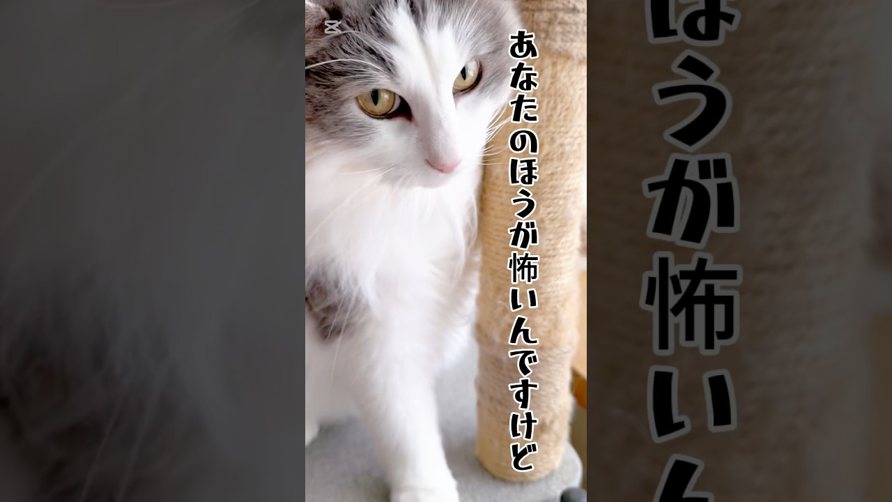 【どっちが怖いの？】#猫 #猫のいる暮らし #スコティッシュフォールド #ノルウェージャンフォレストキャット #shorts