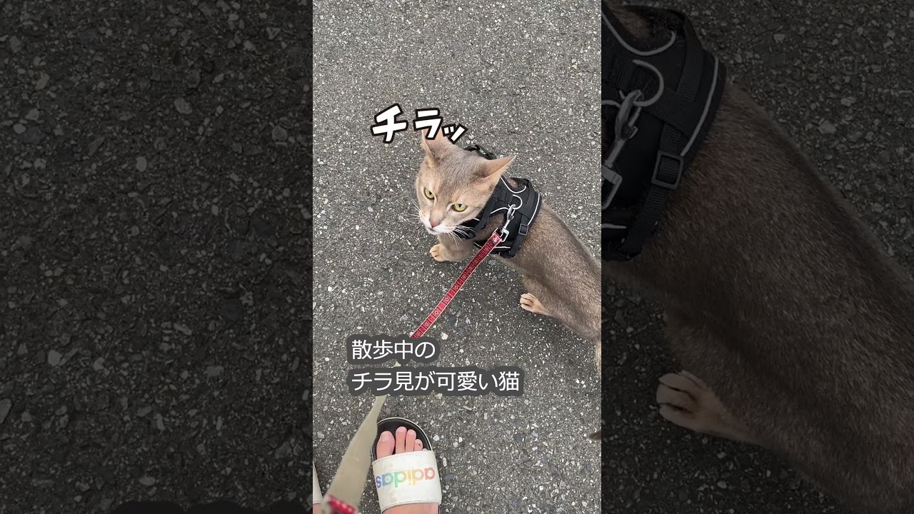 (アビ) 散歩中のチラ見が可愛い猫 #shorts #アビシニアン #散歩猫
