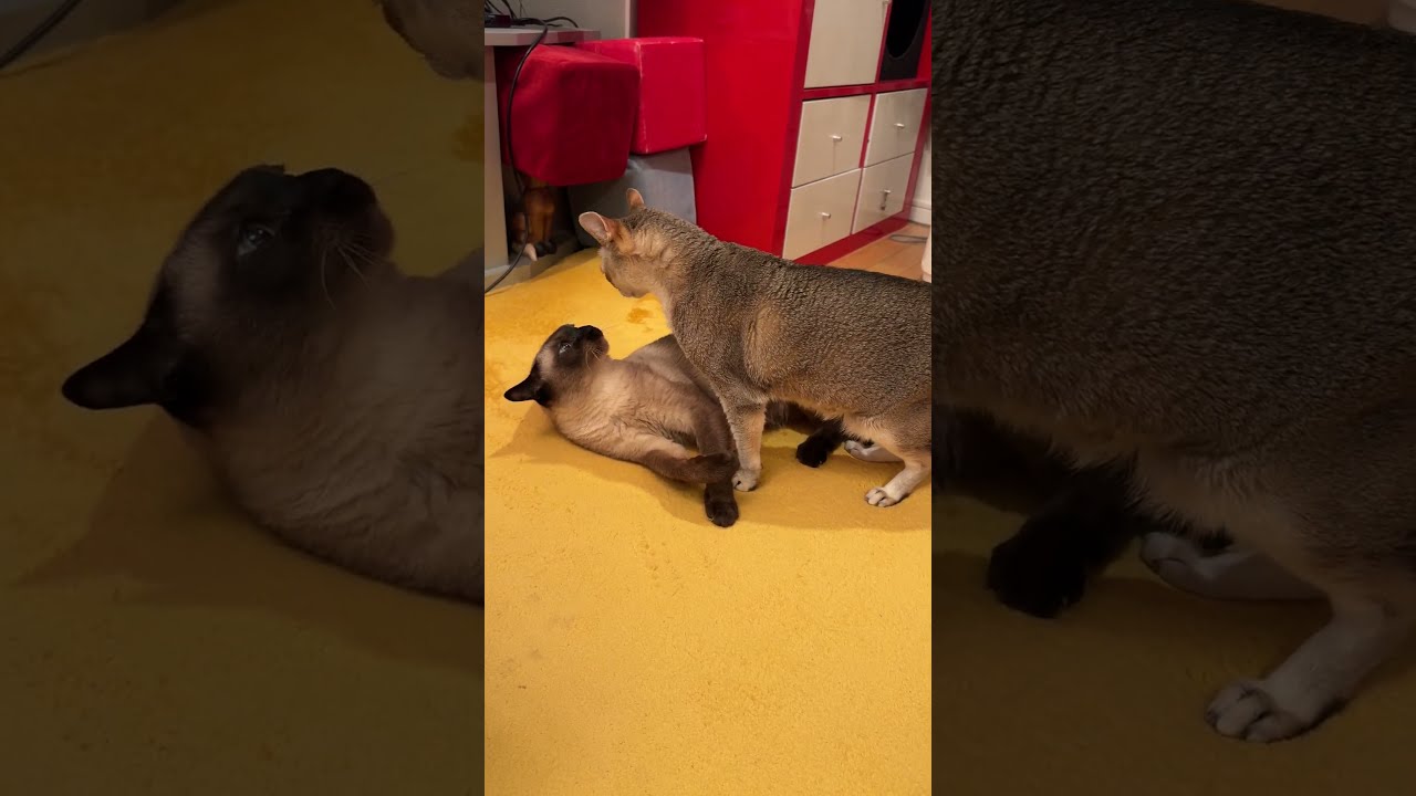 同居猫にペロペロされたくない気分だったのでサクッとよけてさっさと立ち去っちゃうたぬき猫なのにゃ♪ #cat #シンガプーラ #トンキニーズ#たぬき猫