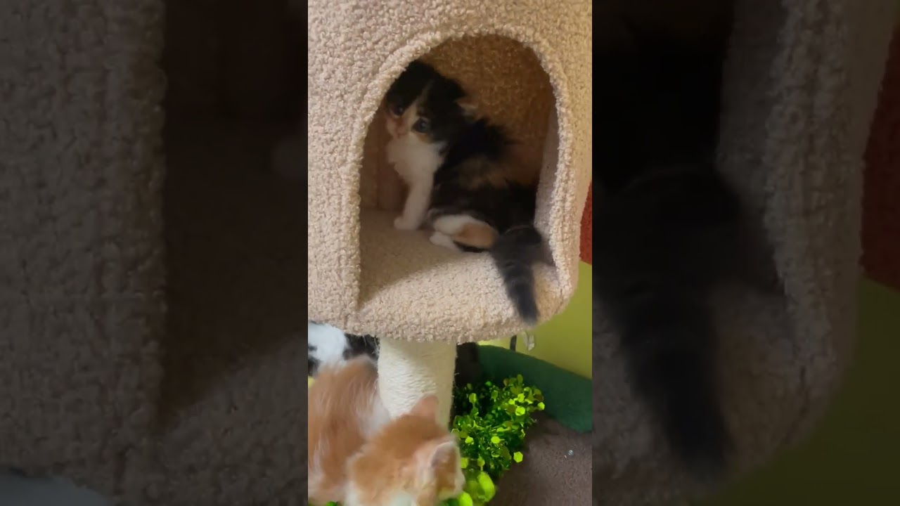 メインクーン 可愛い三毛のキャリコです！性格は温和で稳やかで人懐っこく，可愛い長毛を魅力です💕