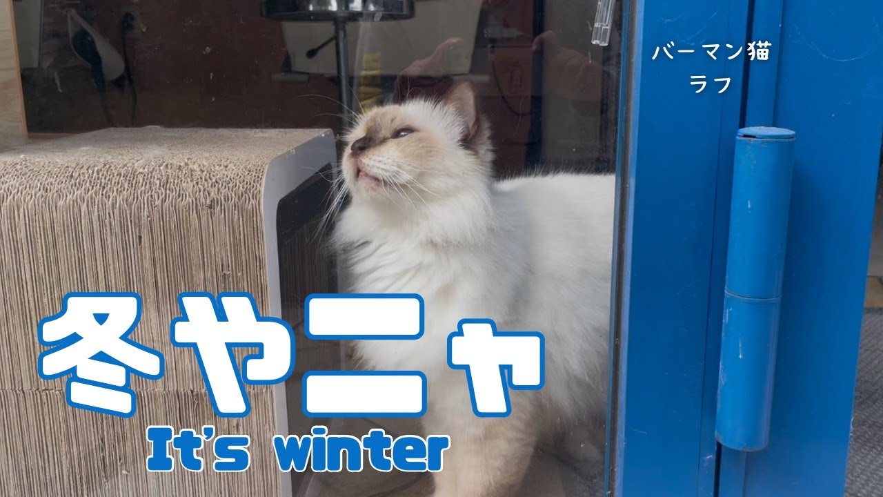 バーマン猫ラフ【冬やニャ】It's winter（バーマン猫）Birman/Cat