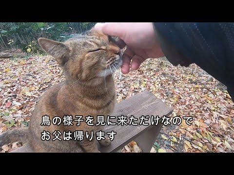 山で鳥を狩り家へ持って帰る娘猫