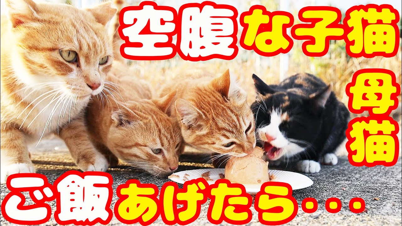 空腹な子猫と母猫にご飯あげたら・・・ さくらねこと子猫と野良猫への給餌