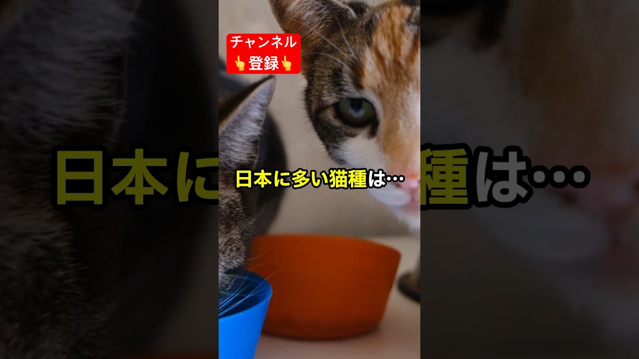 日本に多い猫種第1位は…？ #shorts #雑学 #豆知識 #猫 #猫好き #cat #猫動画