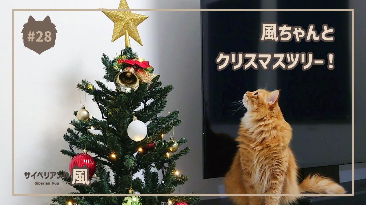 【#28】風ちゃんとクリスマスツリー！【サイベリアンの男の子】