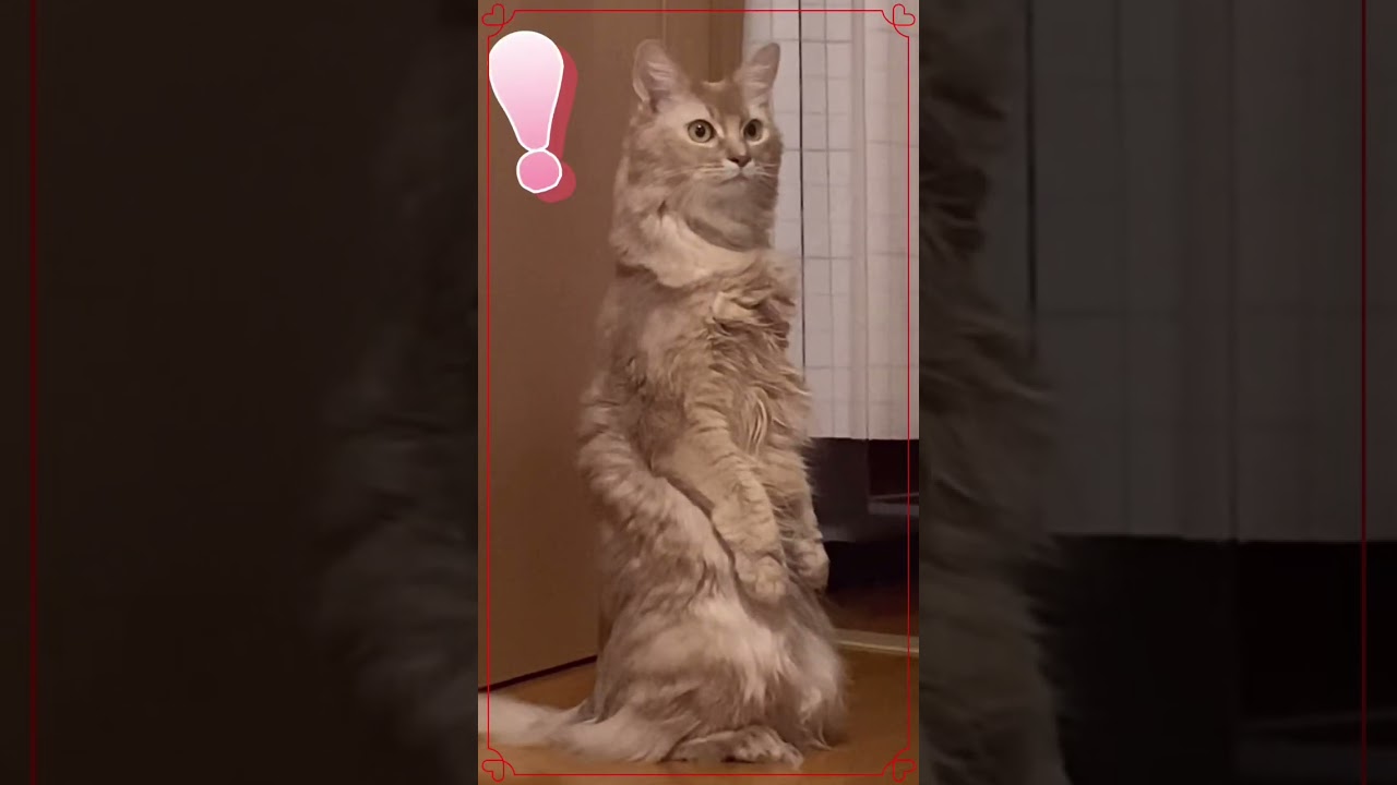 ご飯の衝撃！#shorts #キジトラ#ソマリ#喋る猫