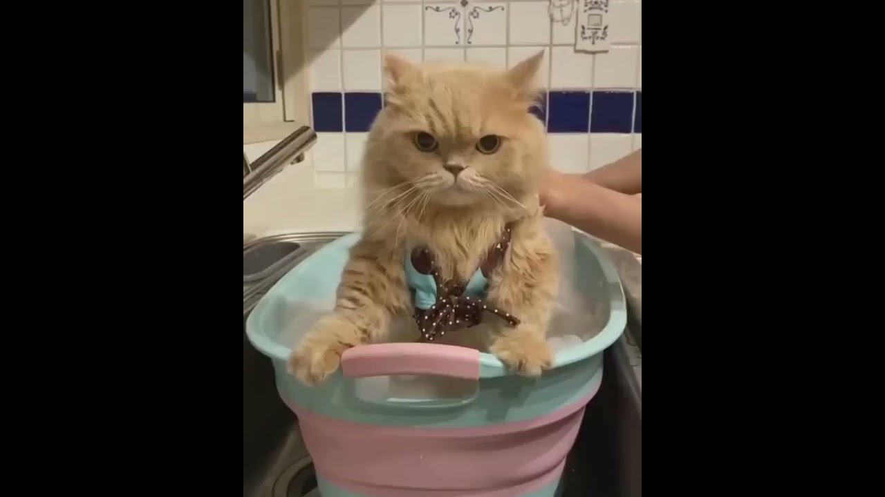 KUCING MANDI BUSA 😹 | mukanya gemesin #shorts #kucing #cat