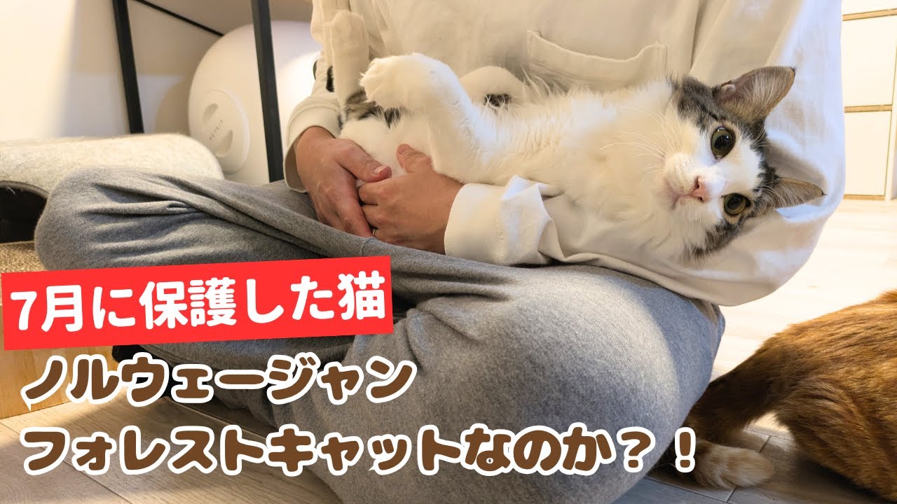 保護した猫がノルウェージャンフォレストキャットにしかみえない件