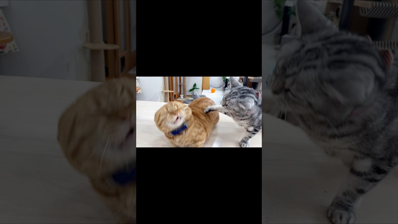 あいちゃんのことをジロジロ見てたら頭をひっぱたかれて『びょょ〜ん』となった茶々パパ #猫 #マンチカン #shorts