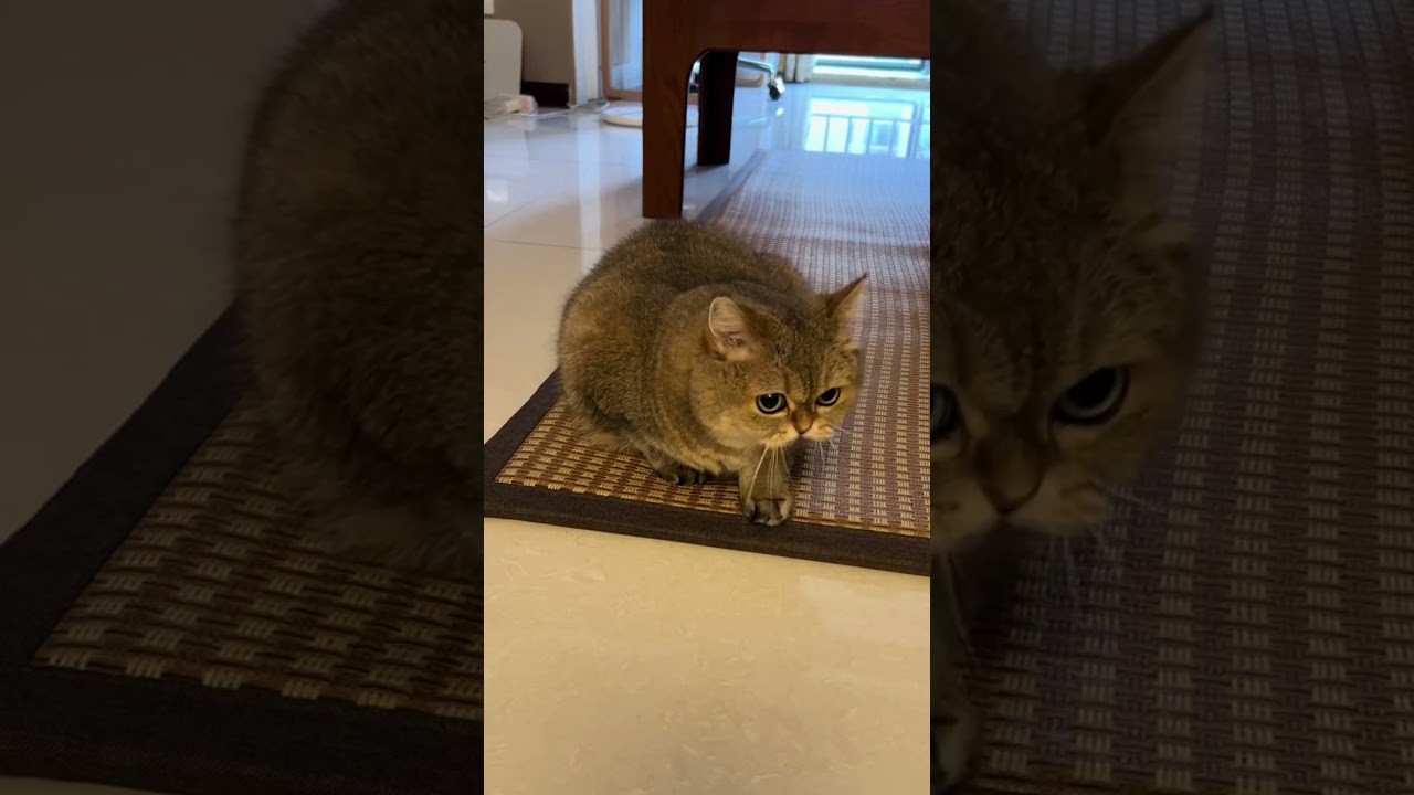 Kitty’s Daily Routine: All the Cuteness#cat #animals #cute #fyp  #video #funny #shortvideo #shorts