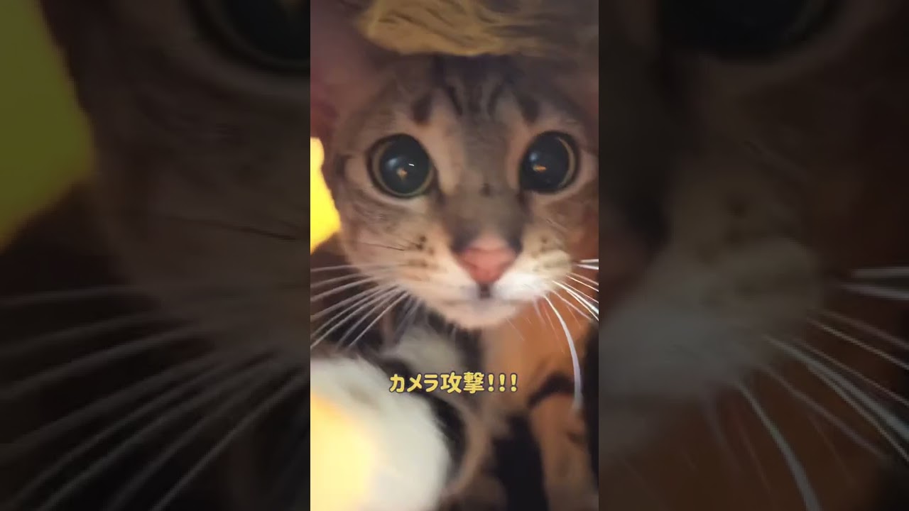 【ベンガル×シンガプーラ】トンネルに棲む猫【＃shorts】