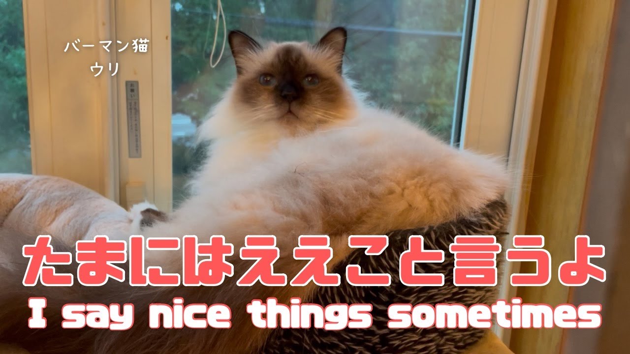 バーマン猫ウリ【たまにはええこと言うよ】I say nice things sometimes（バーマン猫）Birman/Cat