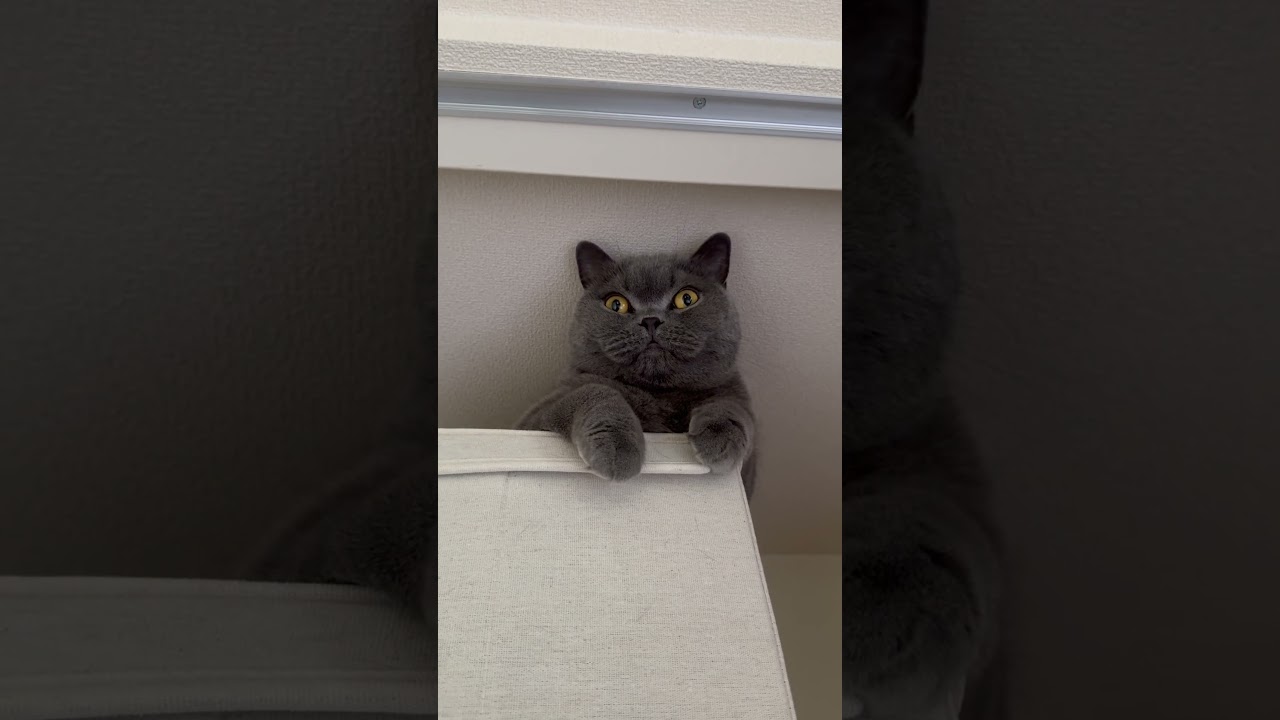 【猫】高いところから下々を見下ろすししゃもさん　#cat #猫好きさんと繋がりたい #猫 #猫のいる暮らし #ねこ #shorts