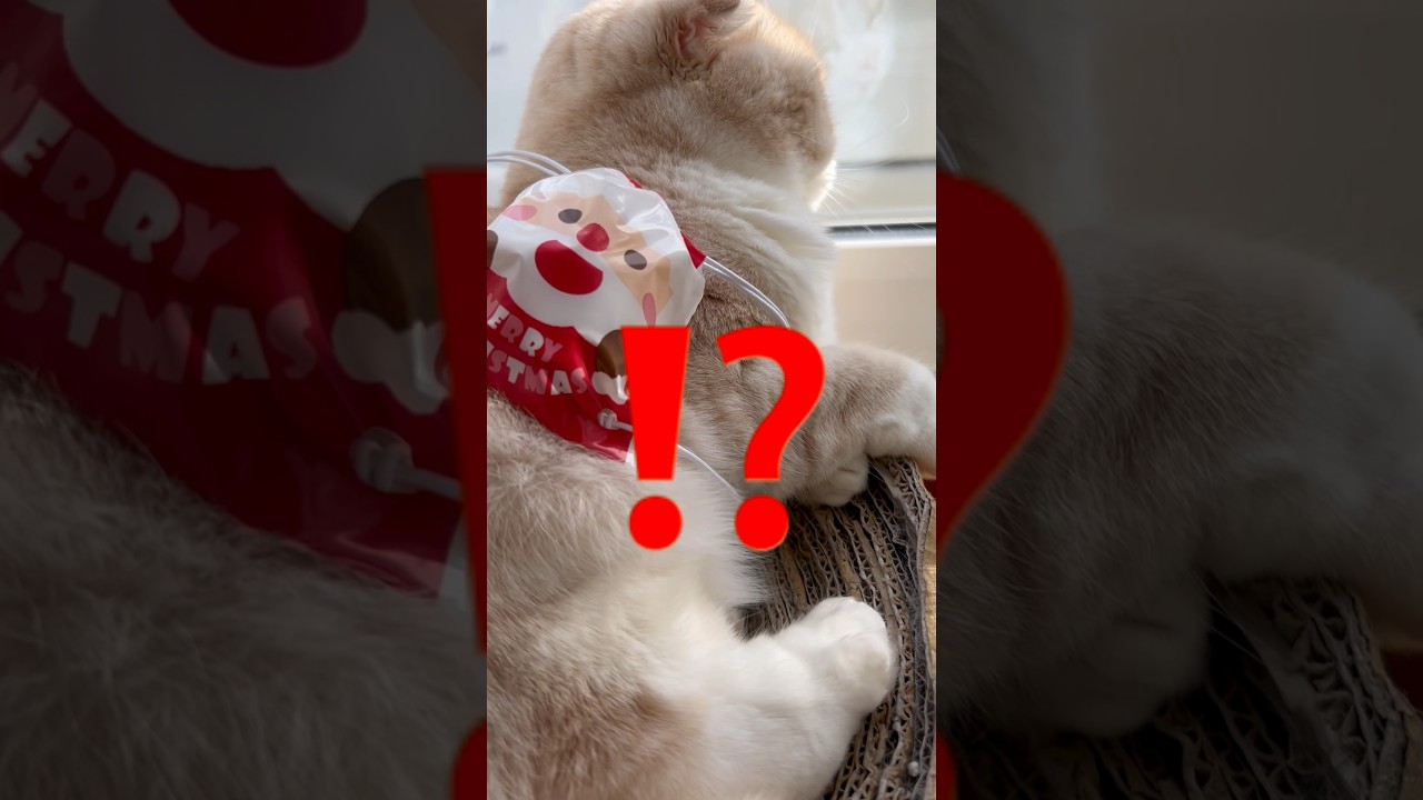 プレゼント公開🎁　#スコティッシュフォールド #すみっコぐらし